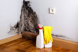 Best Mold Odor Removal Services in Temple, PA